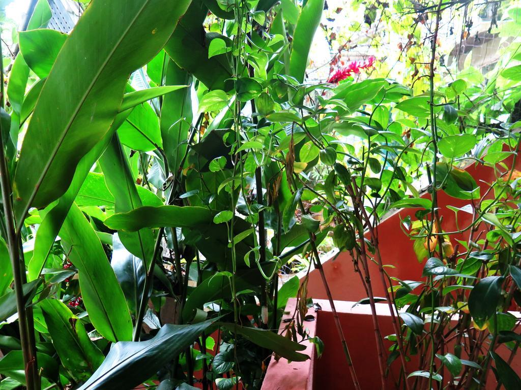Para Ti Guesthouse Rio de Janeiro Exterior photo